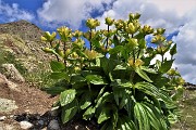 21 Bellissimo bouquet di Gentiana punctata (Genziana punteggiata)